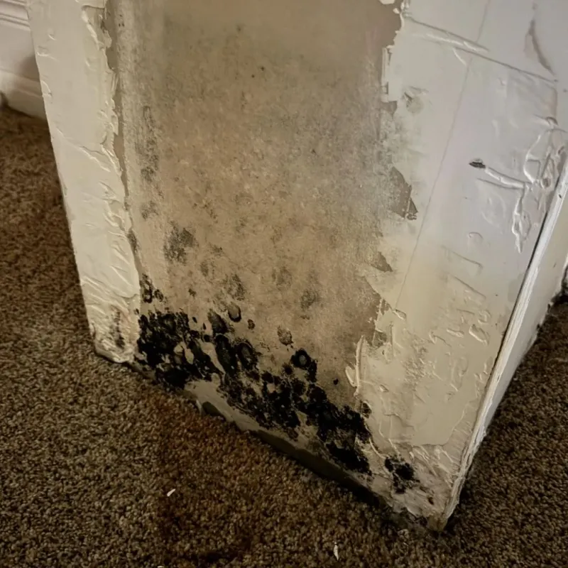 Professional Mold Removal in Fair Oaks, CA